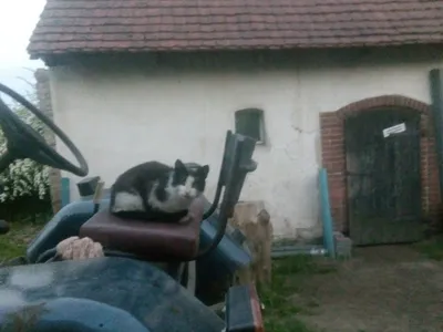 Kot na siedzeniu starego ciągnika