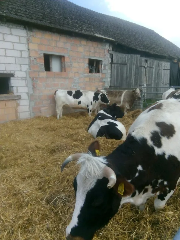 Krowy w gospodarstwie, źródło obornika i kompostu
