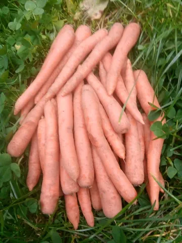 Marchew