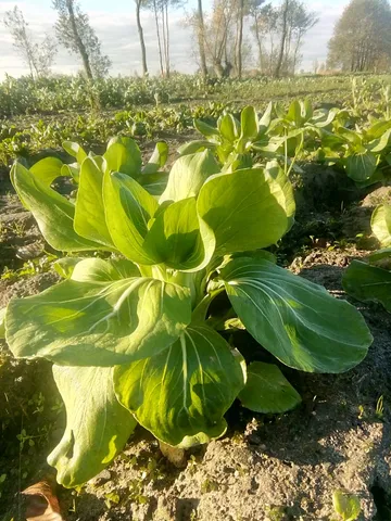 Pak choi