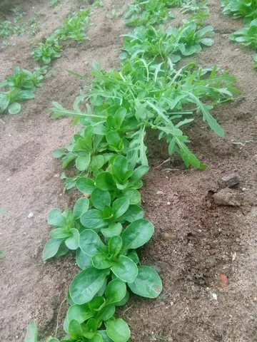Roszponka
